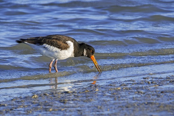 Common pied oystercatcher