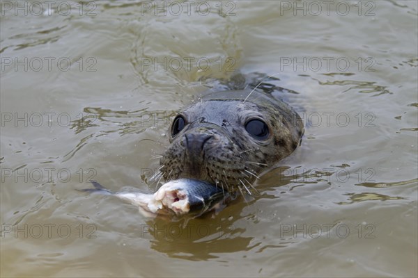 Juvenile