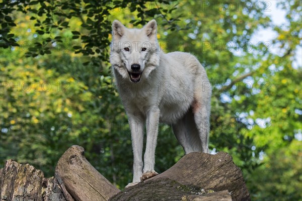 Hudson Bay wolf