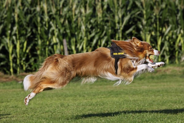 Border Collie