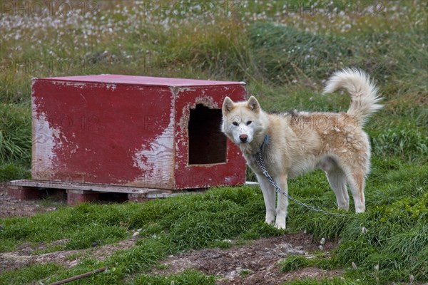 Greenland dog