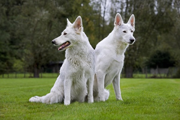 Two White Swiss Shepherd Dogs