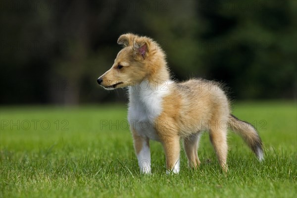 Shetland Sheepdog