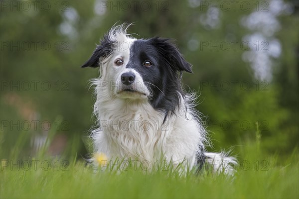 Border Collie