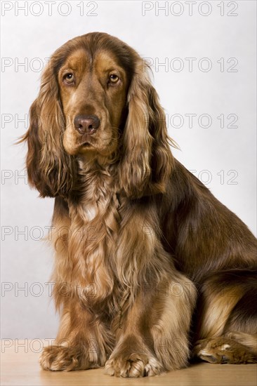 English Cocker Spaniel dog