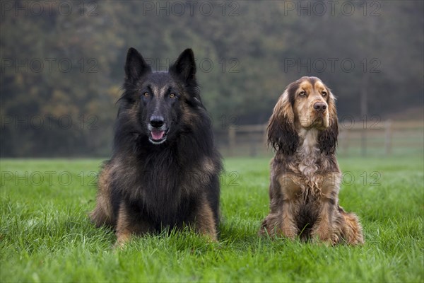 Belgian shepherd Tervuren and English Cocker Spaniel in garden