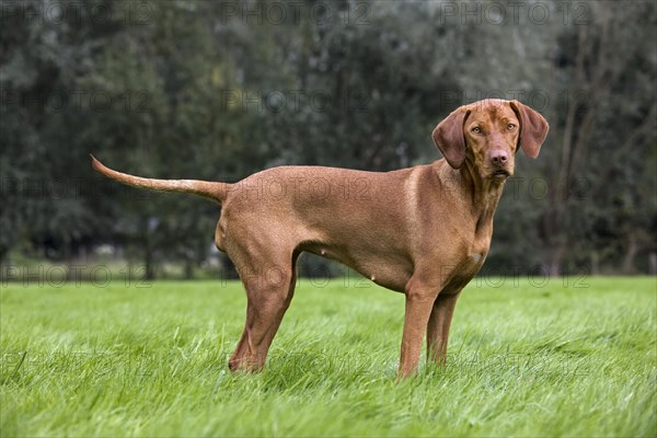 Vizsla hunting dog