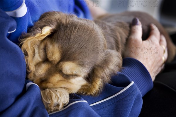 English Cocker Spaniel