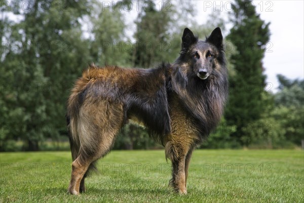 Belgian Shepherd Tervuren