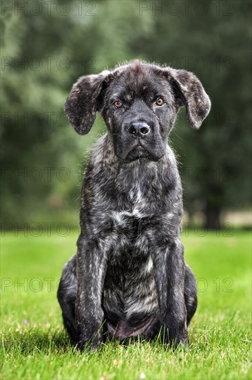 Crossbreed of Cane corso Italiano with Mastino napoletano