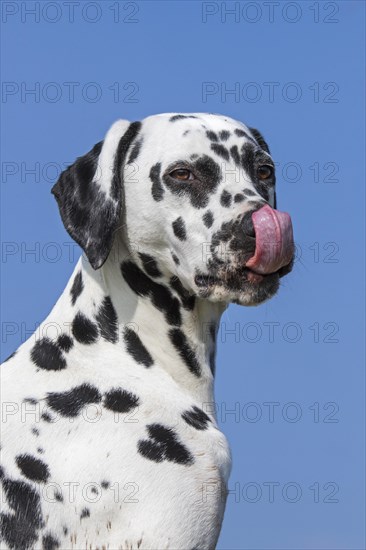 Close up portrait of Dalmatian