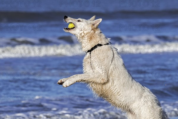 Berger Blanc Suisse