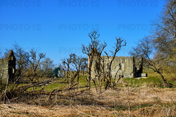 Wildly rampant vegetation and dilapidated building structures