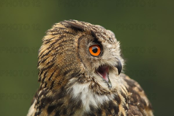 Eurasian eagle-owl