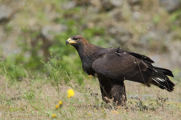 Golden eagle