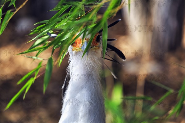 Secretary bird