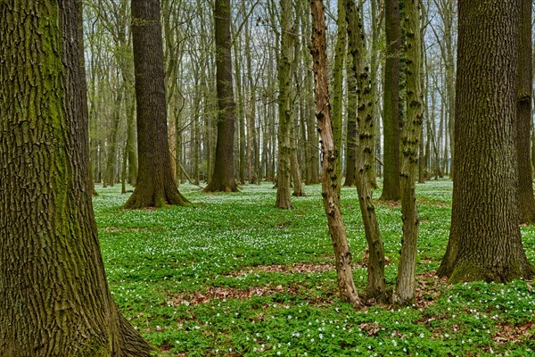 The Lasker Auenwald nature reserve in the Sorbian settlement area in spring