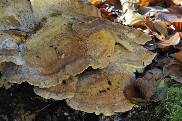 Giant polypore bracket fungus