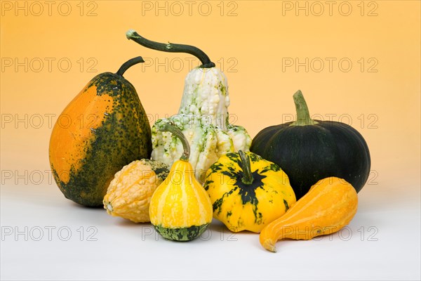 Pumpkin still life