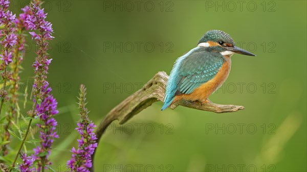 Common kingfisher