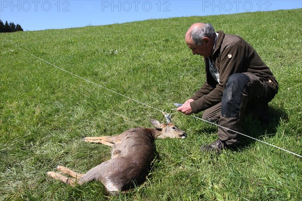 Hunter cuts the pasture fence in which the european roe deer