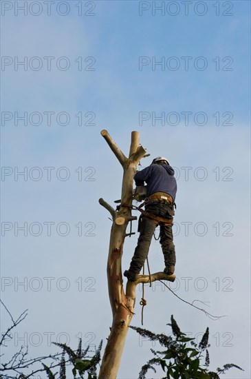 Arborist removing a large Eucalyptus tree from a suburban garden
