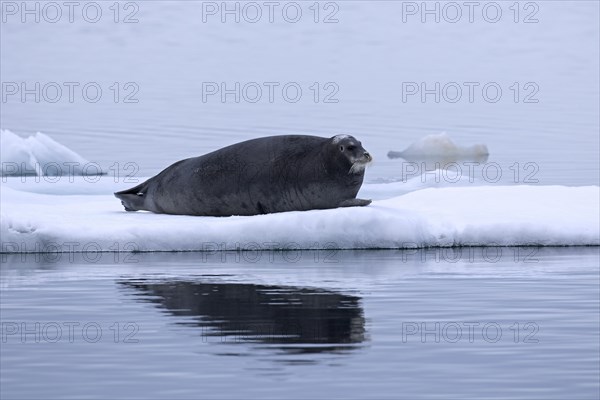 Bearded seal