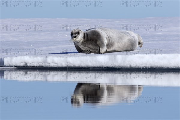 Bearded seal