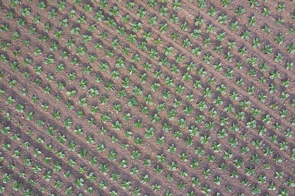 Aerial view over white cabbage field showing rows of Dutch cabbages