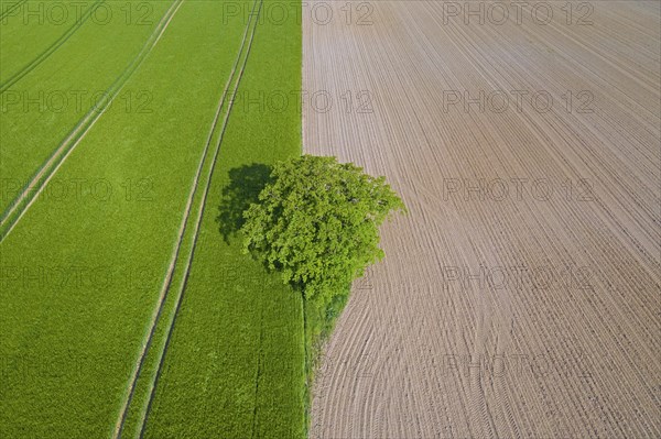 Aerial view over solitary common oak