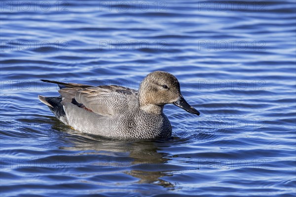 Gadwall