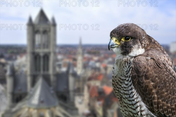 Peregrine falcon