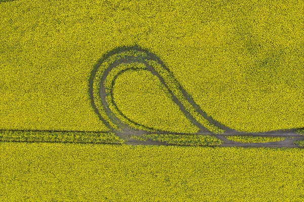 Aerial view over farmland with tractor track running and turning through flowering oilseed rape