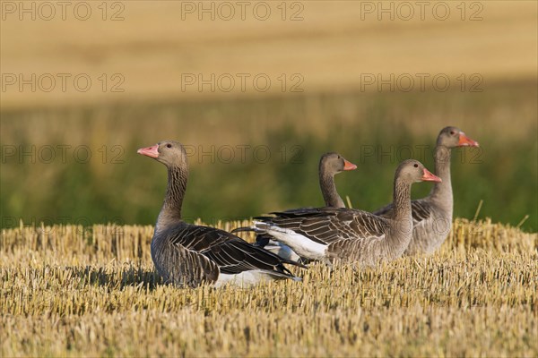 Greylag Geese