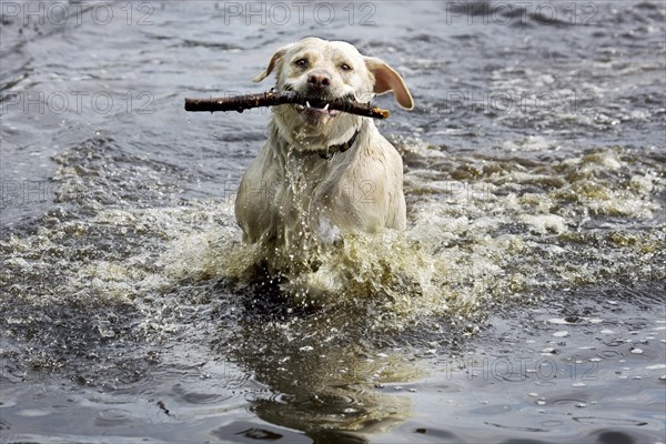 Golden retriever