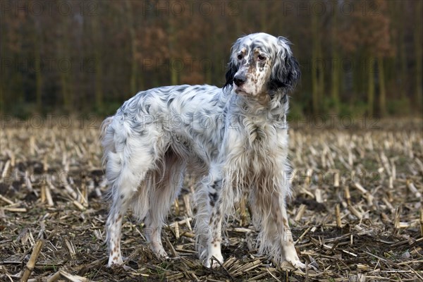 English Setter dog