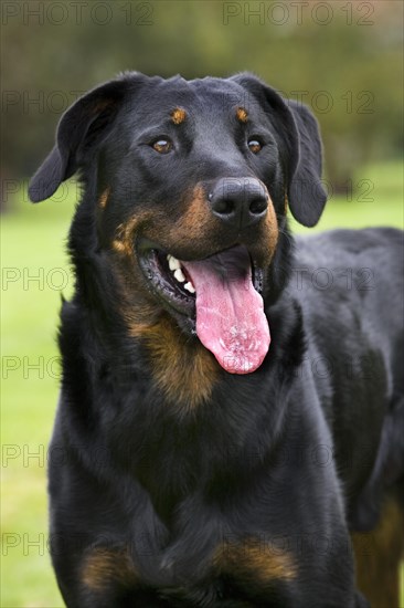 Beauceron dog