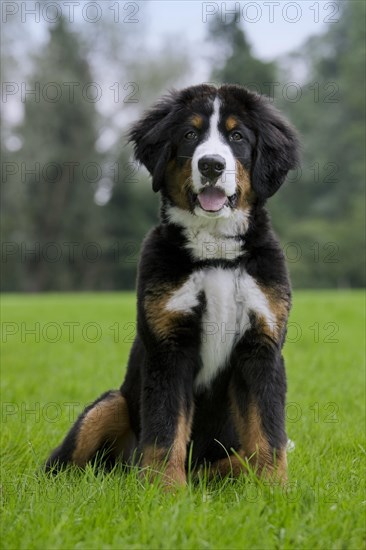 Bernese Mountain Dog