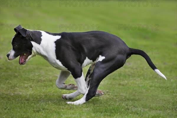 American Staffordshire terrier