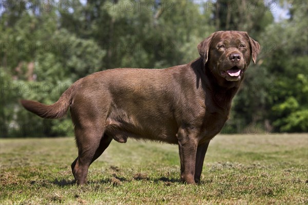 Labrador