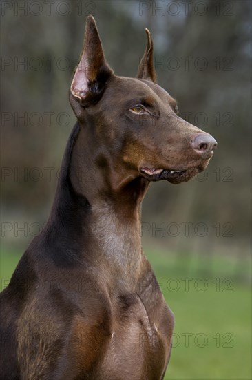 Close-up of Doberman Pinscher