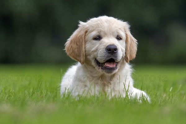 Golden retriever