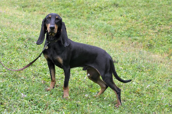 Bruno Jura hound