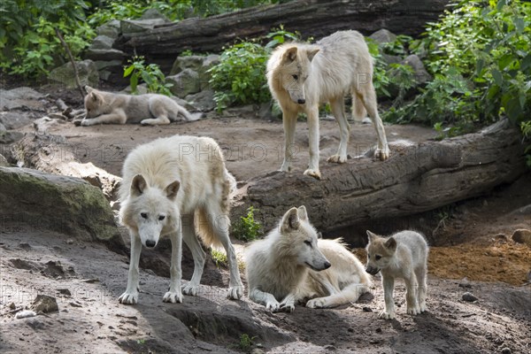 Hudson Bay wolf pack