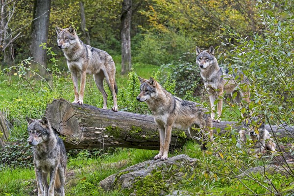 Wolf pack of five Eurasian wolves