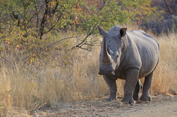 White rhinoceros