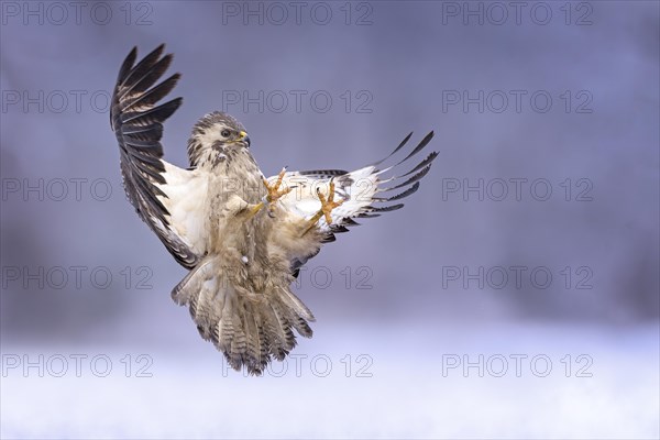 Common steppe buzzard