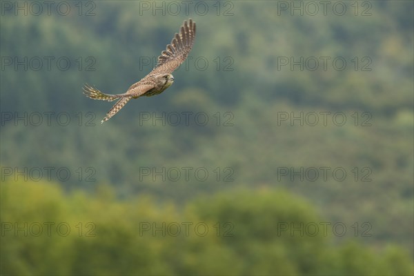 Common kestrel