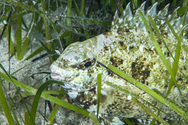 Lessepsian rabbitfish