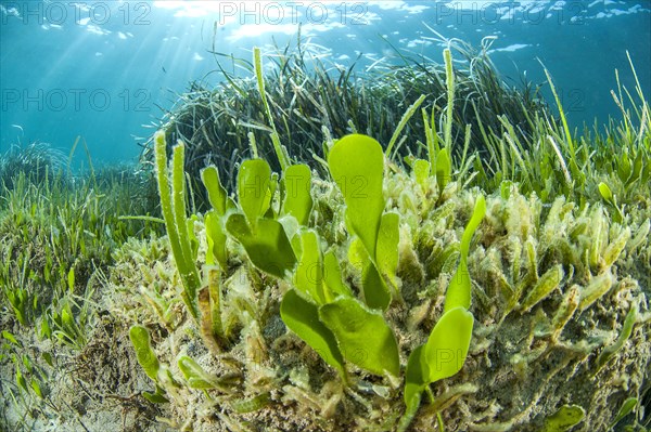 Green alga Caulerpa prolifera and Halophila stipulacea seagrass